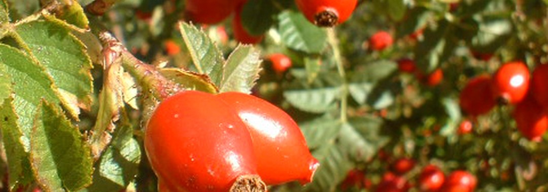 Banner de Sociedad Agrícola y Forestal Casino Ltda.